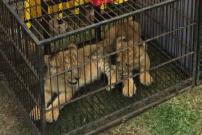 Anakan Leopard Mati di Kebun Binatang Kasang Kulim